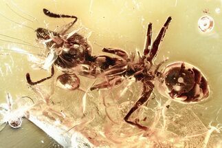 Detailed Fossil Ant (Gesomyrmex) In Baltic Amber #367503