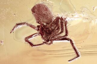 Detailed Fossil Spider (Araneae) In Baltic Amber #367506