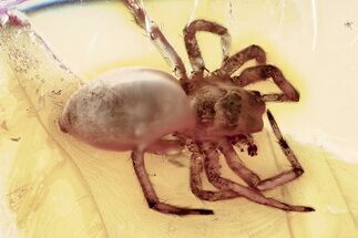 Detailed Fossil Spider (Araneae) In Baltic Amber #367507
