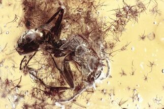 Detailed Fossil Ant and Oak Stellate Hair Clusters in Baltic Amber #367523