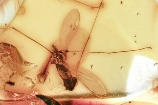 Fossil Crane Fly (Limoniidae) In Baltic Amber #367530