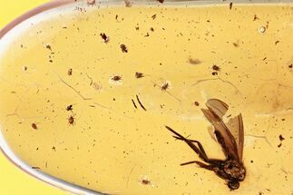 Detailed Fossil Mite Infestation with Partial Fly In Baltic Amber #367534