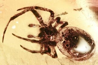 Detailed Fossil Spider (Araneae) In Baltic Amber #367537