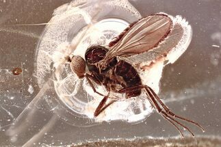 Detailed Fossil Long-Legged Fly (Dolichopodidae) in Baltic Amber #367542