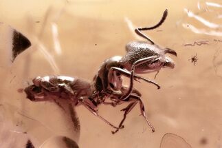 Detailed Fossil Ant (Formicidae) In Baltic Amber #367544