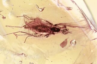 Detailed Fossil Dance Fly (Hybotidae) In Baltic Amber #367551