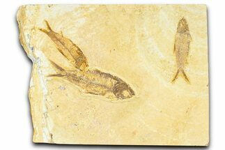 Plate With Three Fossil Fish (Knightia) - Wyoming #367516