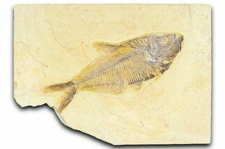 Detailed Fossil Fish (Diplomystus) - Wyoming #367554