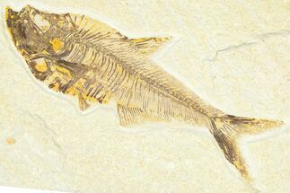Detailed Fossil Fish (Diplomystus) - Wyoming #367555