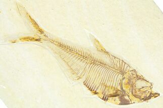 Detailed Fossil Fish (Diplomystus) - Wyoming #367566