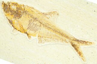 Detailed Fossil Fish (Diplomystus) - Wyoming #367570