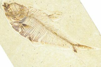 Detailed Fossil Fish (Diplomystus) - Wyoming #367579