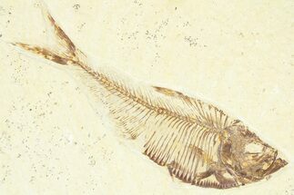 Detailed Fossil Fish (Diplomystus) - Wyoming #367583