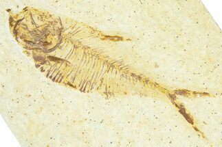 Bargain, Fossil Fish (Diplomystus) - Wyoming #367589