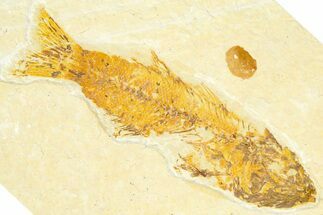 Bargain, Uncommon Fish Fossil (Mioplosus) - Wyoming #367599