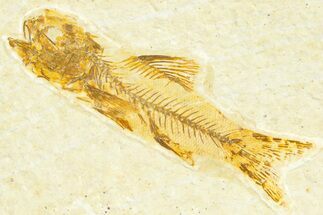 Detailed Fossil Fish (Amphiplaga) - Uncommon Species #367601