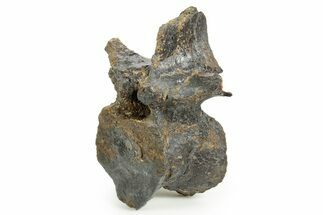 Ornithischian Dinosaur (Camptosaurus) Dorsal Vertebra - Wyoming #367580