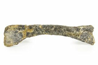 Fossil Ornithopod Dinosaur (Dryosaurus) Humerus - Wyoming #367590