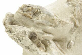 Fossil Baby Oreodont (Merycoidodon?) Partial Skeleton - Wyoming #367602