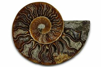 Cut & Polished Ammonite Fossil (Half) - Madagascar #364880