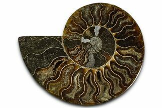 Cut & Polished Ammonite Fossil (Half) - Madagascar #364883