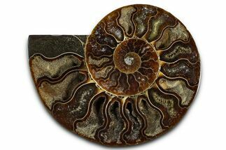 Cut & Polished Ammonite Fossil (Half) - Madagascar #364889