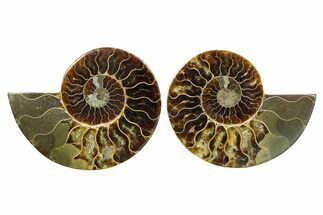 Cut & Polished Ammonite Fossil - Madagascar #364775