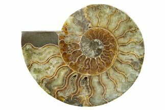 Cut & Polished Ammonite Fossil (Half) - Madagascar #364843