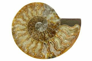 Cut & Polished Ammonite Fossil (Half) - Madagascar #364847