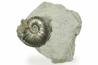 Pyritized Jurassic Ammonite (Amaltheus) Fossil - France #367612