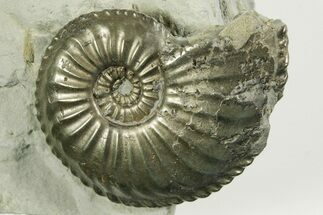 Pyritized Jurassic Ammonite (Amaltheus) Fossil - France #367614