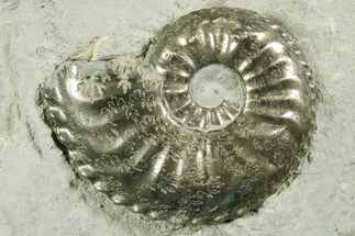 Pyritized Jurassic Ammonite (Amaltheus) Fossil - France #367615