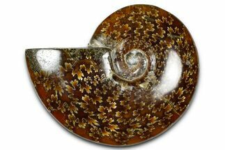 Polished Ammonite (Cleoniceras) Fossil - Madagascar #364989