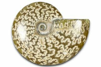 Polished Ammonite (Cleoniceras) Fossil - Madagascar #364991