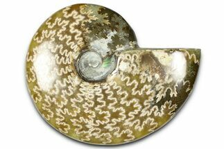 Polished Ammonite (Cleoniceras) Fossil - Madagascar #364992