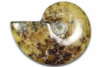 Polished Ammonite (Cleoniceras) Fossil - Madagascar #364996
