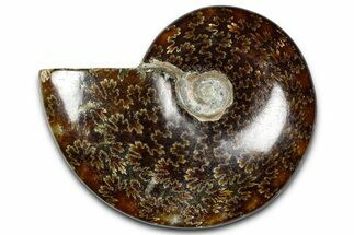 Polished Ammonite (Cleoniceras) Fossil - Madagascar #365013