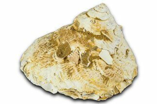 Miocene Fossil Sea Snail (Xenophora) Shell - France #367628