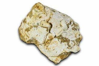 Miocene Fossil Sea Snail (Xenophora) Shell - France #367629
