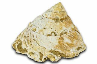 Miocene Fossil Sea Snail (Xenophora) Shell - France #367630