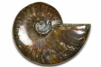 Polished Red Flash Ammonite (Cleoniceras) Fossil - Madagascar #367681