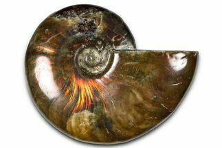 Polished Red Flash Ammonite (Cleoniceras) Fossil - Madagascar #367695