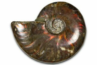 Polished Red Flash Ammonite (Cleoniceras) Fossil - Madagascar #367701