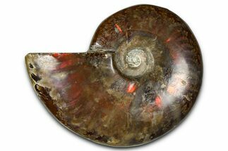 Polished Red Flash Ammonite (Cleoniceras) Fossil - Madagascar #367714