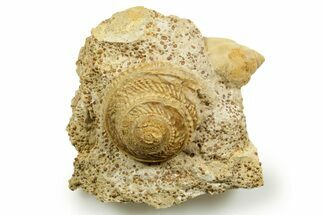 Jurassic Sea Snail (Obornella & Ampullospira) Fossils - France #367817