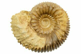 Jurassic Ammonite (Teloceras) Fossil - Évrecy, France #367683