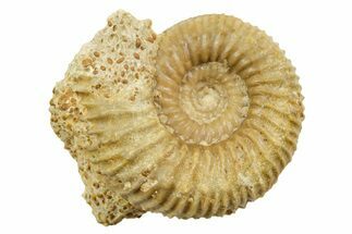 Jurassic Ammonite (Garantiana) Fossil - Évrecy, France #367687