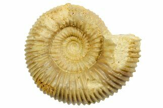 Jurassic Ammonite (Stephanoceras) Fossil - Évrecy, France #367696
