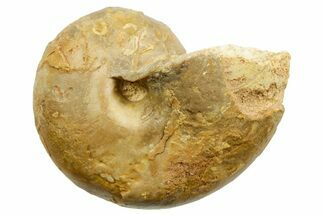 Jurassic Nautilus (Cenoceras) Fossil - Évrecy, France #367741