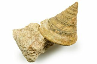Jurassic Sea Snail (Pyrgotrochus) Fossil - Calvados, France #367751